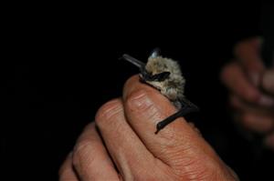 Colorado Bat