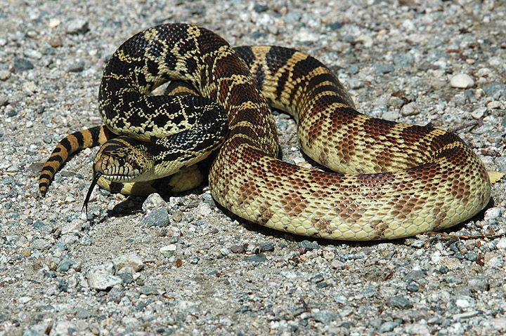 Bull Snake Colorado