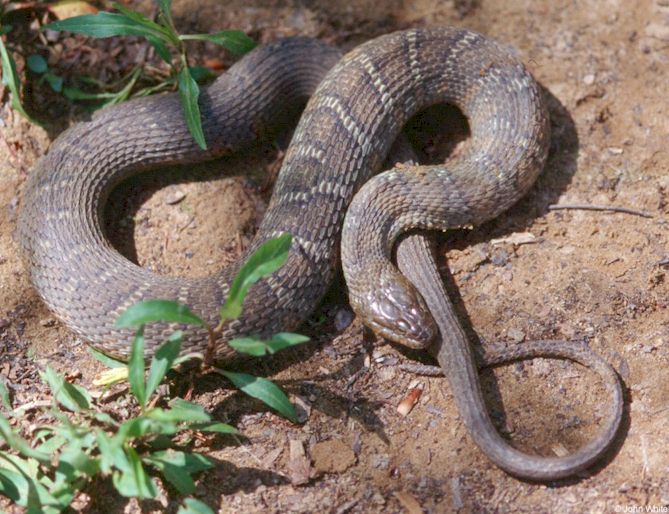 Water Snake Colorado