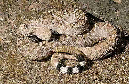 Western Diamondback Rattlesnake Denver