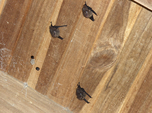 Bat Removal From The Home