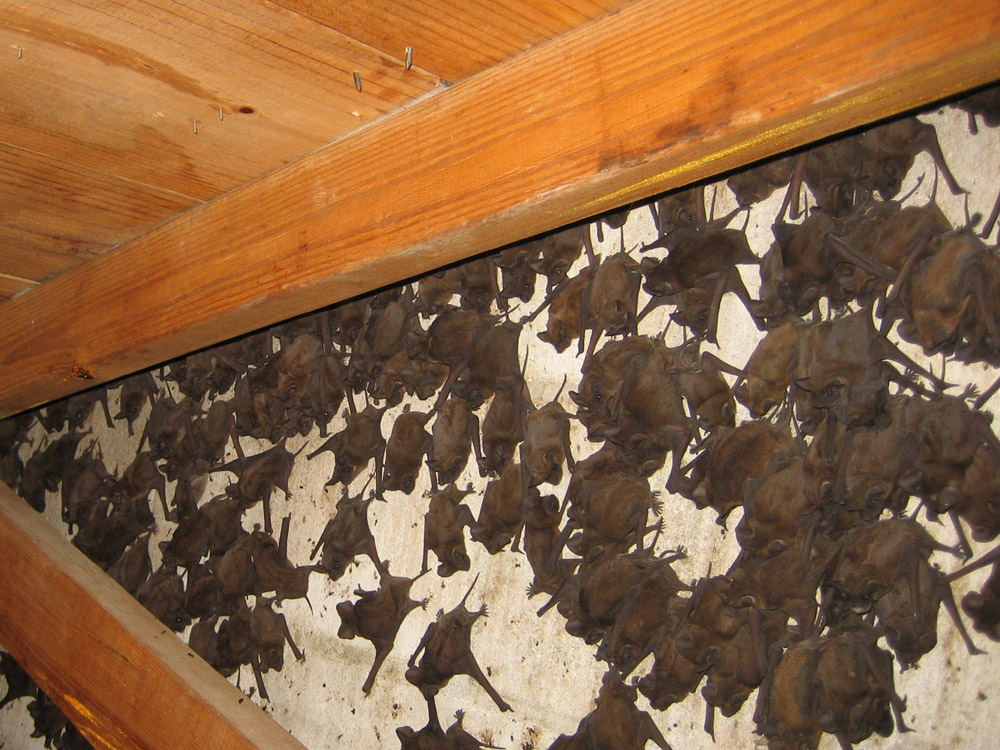 Bat Colonies InThe Attic