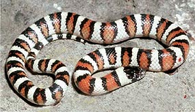 Milk Snake Colorado