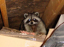 Raccoon Removal From Attic