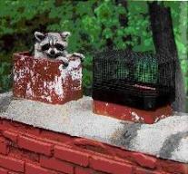 Animal Removal Denver Raccoon 