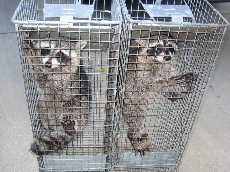 Denver Raccoon Removal Humane 