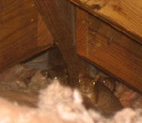 Squrrel Removal From Attics Chimneys Denver